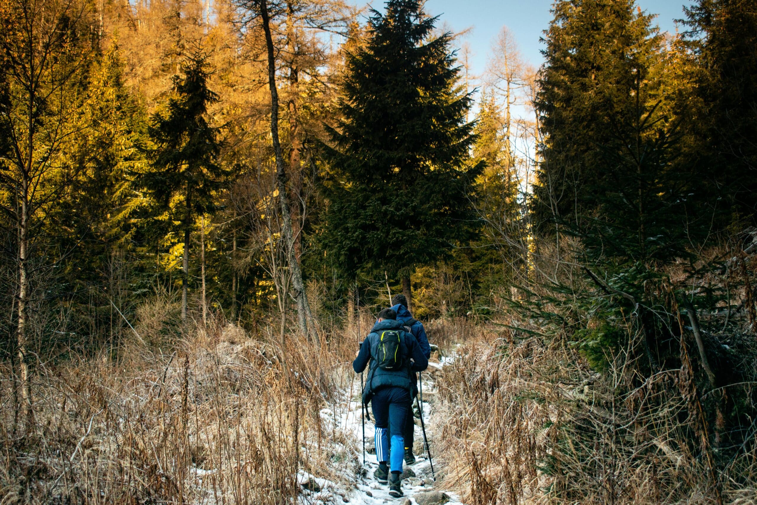 Three hikers with backpacks walk along a snowy forest trail lined by tall evergreen trees.